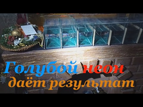 Видео: Разведение голубого неона Икра Личинка Лайфхак по воде