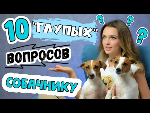Видео: 10 "глупых" вопросов собачнику || Отвечаю на странные вопросы моих подписчиков
