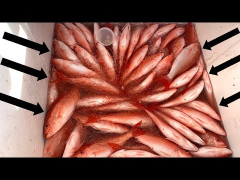 Видео: Коммерческая рыбалка на SNAPPER… Сколько $$$ мы заработали