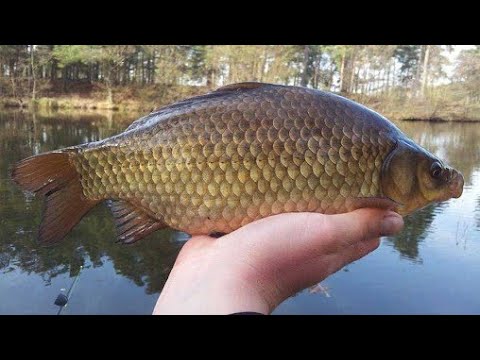 Видео: Как поймать карася в Октябре? Как поймать большого карася осенью? Места обитания.