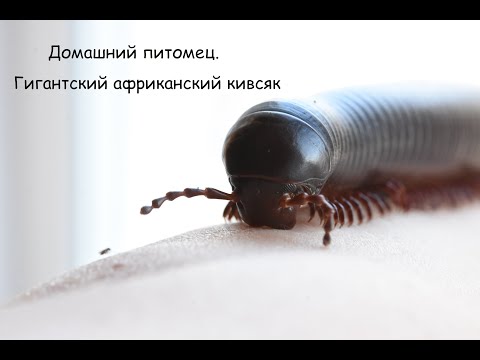 Видео: "Юннаты Online"  |  Домашний питомец. Гигантский африканский кивсяк