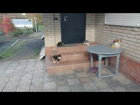 Видео: Тяжело переболели/Какой-то вирус/К маме на пирожки/Обзор заказа 