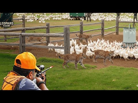 Видео: Невероятная охота! Как американские фермеры и охотники сражаются с миллионами диких кабанов и рысей