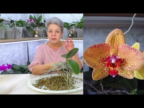 Видео: Пересадка и омоложение орхидеи Крес. Ответы на ВСЕ ВОПРОСЫ. Часть 1