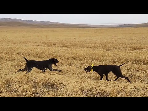 Видео: Охота на перепела в Грузии. 18.09.24