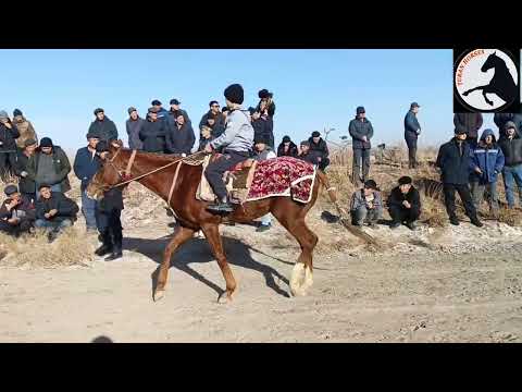 Видео: 24.12.2023 жыл Канлыкол байге Бахтияр сундет той