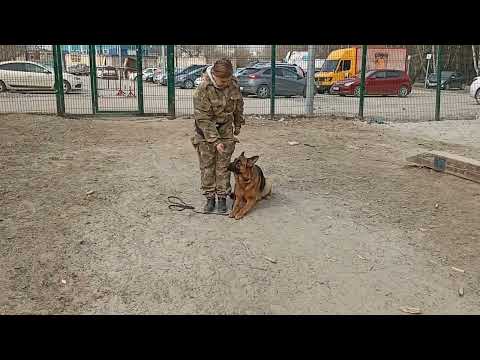 Видео: 195. Подготовка к нормативу ОКД, занятие в мини группе.
