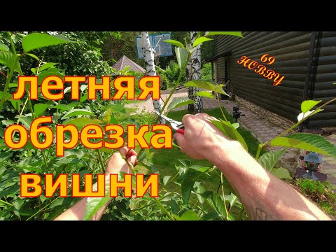 Видео: ЛЕТНЯЯ обрезка молодой ВИШНИ! ЧТО и КАК резать!