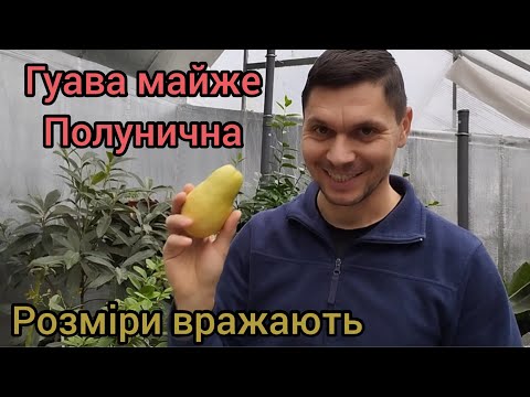 Видео: Гуаява "майже" полунична, що ж за диво фрукт.