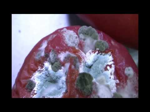 Видео: ВИДЕОПРАКТИКУМ изучение действия фитонцидов на тест объекты