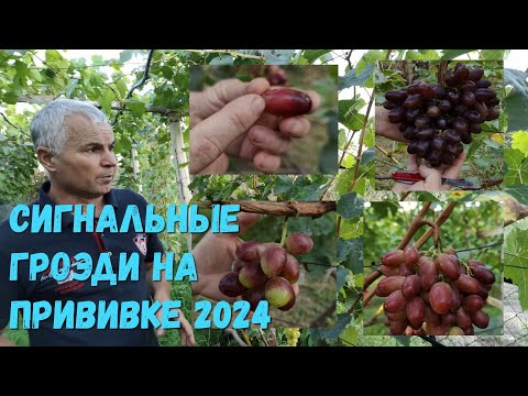 Видео: Обзор сигнальных гроздей на прививке 2024.