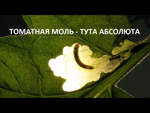 Видео: Томатная моль - тута абсолюта.