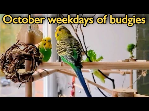 Видео: October weekdays of budgies / Октябрьские будни волнистых попугайчиков