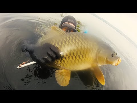Видео: Подводная охота "САМЫЕ ЛУЧШИЕ МОМЕНТЫ подводной охоты СЕЗОНА 2019". Щука, Сазан , Судак