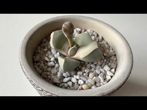 Видео: Лапидария Маргарет/ Lapidaria Margaretae. Максимально всё о лапидарии. 17.10.2023.