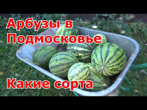 Видео: Результат выращивания арбузов в Подмосковье. Какие сорта понравились. Преимущества привитых арбузов.