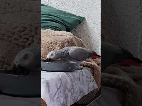 Видео: Наши будни, не пора ли нам подкрепиться?