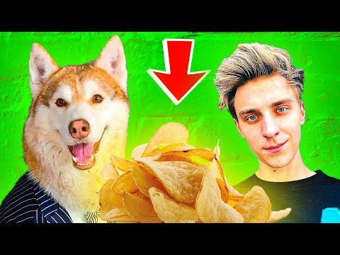 Видео: СДЕЛАЛИ ЧИПСЫ как у А4!! (Хаски Бублик) Говорящая собака