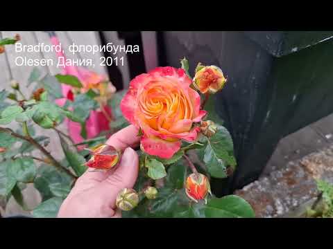 Видео: Обзор розочек. Новики для моего сада.