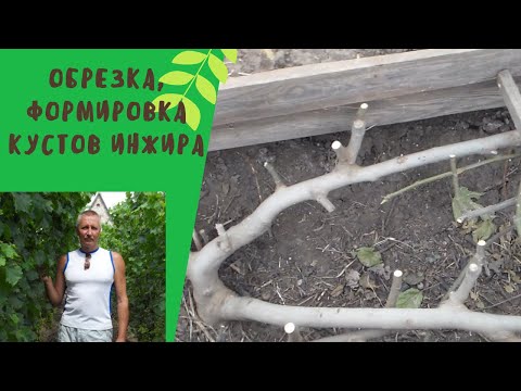 Видео: Обрезка, создание формировки кустов инжира,