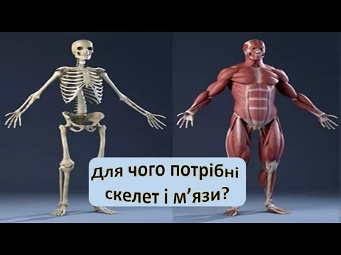 Видео: Урок 87. "Для чого потрібні скелет і м'язи?" Я досліджую світ 3 клас.