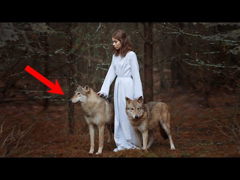 Видео: Девушка в одиночку выходила четверых волчат. Она и представить себе не могла, как они ей отплатят!