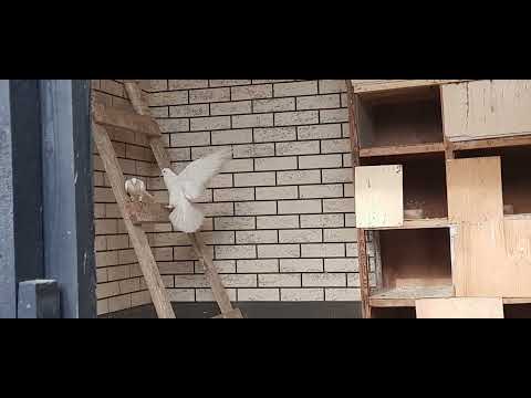 Видео: Оспа у пискунов вторая часть (КОНЕЦ) 281123