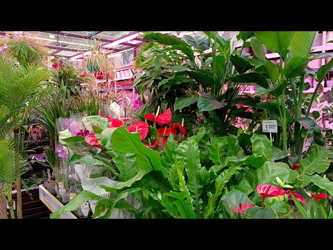 Видео: 🪴🍃Леруа Мерлен🍃Осенняя Цветочная Прогулка🍃