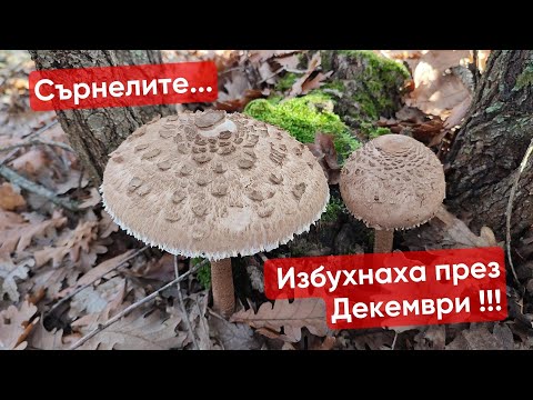 Видео: Сърнели и Кладници през Декември. Представяне на Виолетка - Lepista nuda.