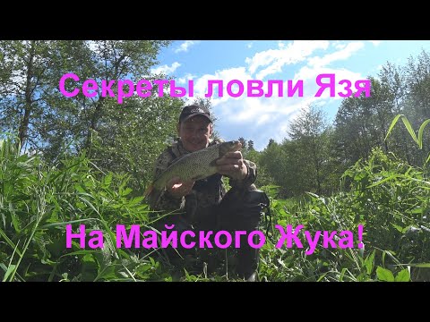 Видео: Секреты ловли Язя на Майского Жука ! На Микро - речке !