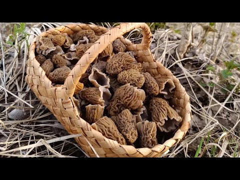 Видео: ГРИБЫ ВЕСНЫ🌱! Первые весенние грибы 2024.Сморчковая шапочка, сморчки.