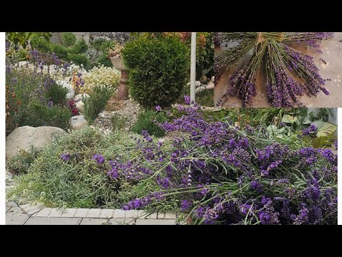 Видео: Засушила цветы🪻/ Не ищите грязь под  ногтями ! Умете видеть хорошее и будет вам СЧАСТЬЕ🌞☝️❗️