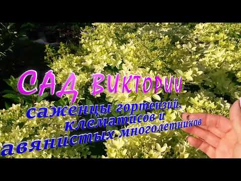 Видео: #Осенняя предварительная #обрезкаметельчатыхгортензий ч2 #ДентельдеГоррон#ДаймондРуж#Пиксио