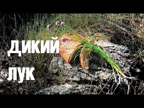 Видео: Дикий лук (шнитт, скорода)/  Wild leek