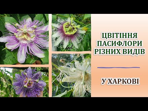 Видео: Цвітіння пасифлори різних видів у Харкові