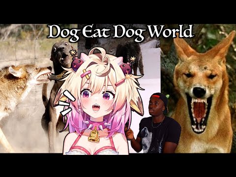 Видео: Откровенные дела собачьего семейства | реакция rosiebellmoo на Casual Geographic