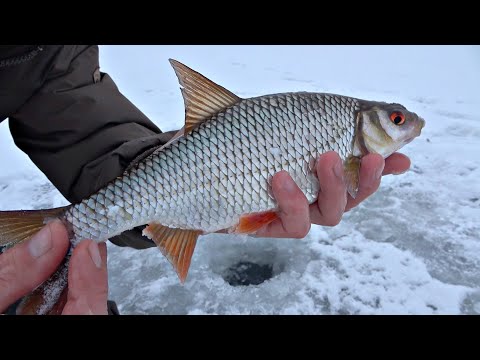 Видео: БОЛЬШАЯ ПЛОТВА И ЗДОРОВЕННЫЕ ОКУНИ НА МОРМЫШКУ! ДА сколько здесь РЫБЫ?! Рыбалка по первому льду.