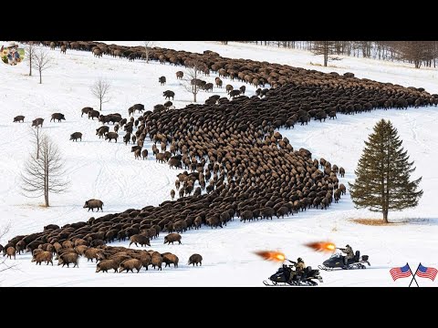 Видео: Невероятная битва с дикими кабанами | Охотники сражаются с гигантским стадом снежной зимой — гран...