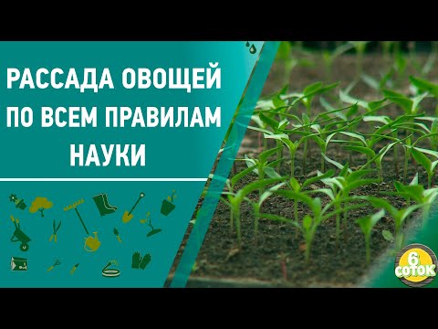 Видео: Рассада овощей по всем правилам науки. 6 соток 29.03.2021