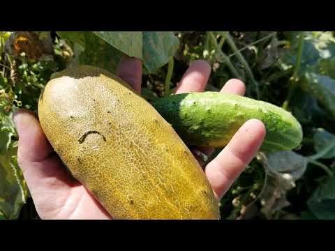 Видео: Как определить Брожения и Готовность Браги Дедовским способом и многое другое как всегда Генацвале))