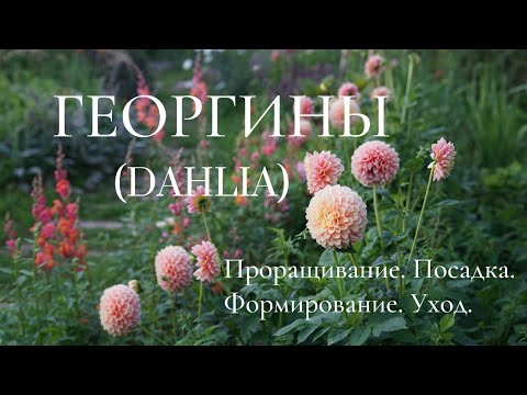 Видео: ГЕОРГИНЫ (DAHLIA). ПРОРАЩИВАНИЕ.  ПОСАДКА.  ФОРМИРОВАНИЕ.  УХОД.