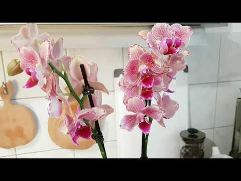 Видео: 60. Пересаживаю фаленопсис Pirate Picotee в ПЕНОПЛАСТ! Неорганический субстрат для орхидей!