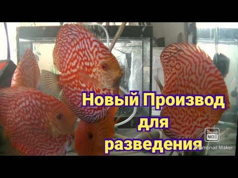 Видео: Правильный Карантин Новой Рыбы.