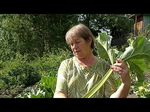 Видео: Ревень на нашей даче