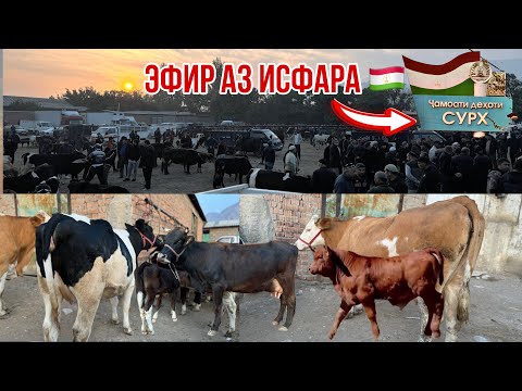 Видео: Исфара Молбозори Сурх🇹🇯 8 октября 2024 г.