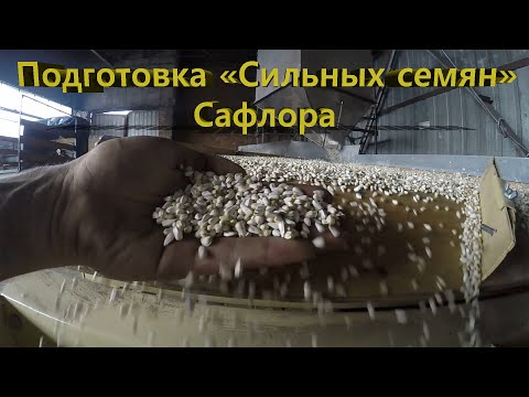 Видео: Подготовка "Сильных семян" сафлора на заводе Фадеев Агро