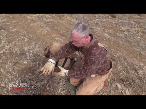 Видео: Ловушка для койотов — набор для ловли в грязевой яме