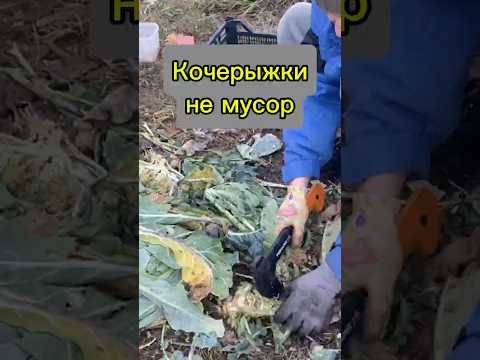 Видео: Что делать с капустными кочерыжками? Не выбрасывать! Мой способ переработки в удобрение.