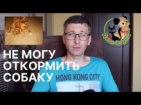Видео: Собака хорошо ест, но худеет | Основные причины | Что делать?