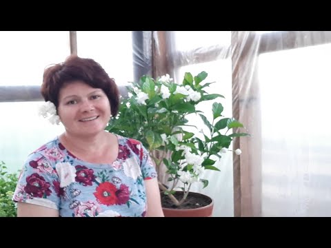 Видео: ТАБЕРНЕМОНТАНА. Обрезка и размножение черенкованием.